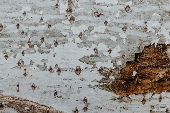 Die Textur eines alten Holzbretts mit mehreren Schichten grauer und weißer Farbe, die sich ablöst