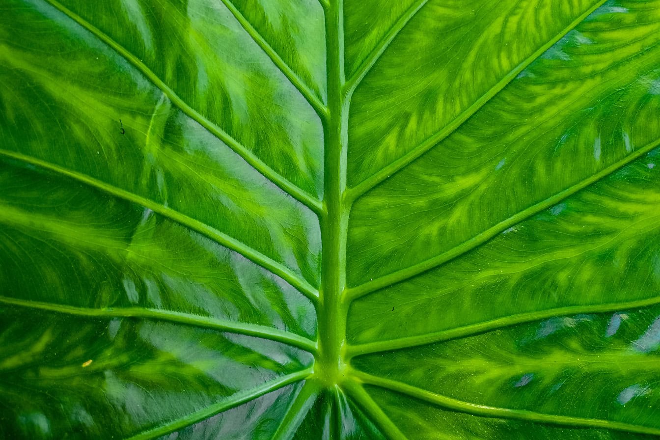 La consistenza della foglia giallo-verdastra tropicale con venature fogliari della pianta dell’orecchio di elefante (Colocasia)