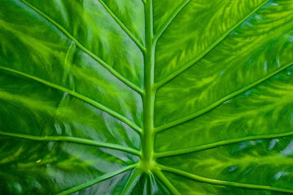 De textuur van het tropische groengele blad met bladnerven van de olifantsoor plant (Colocasia)