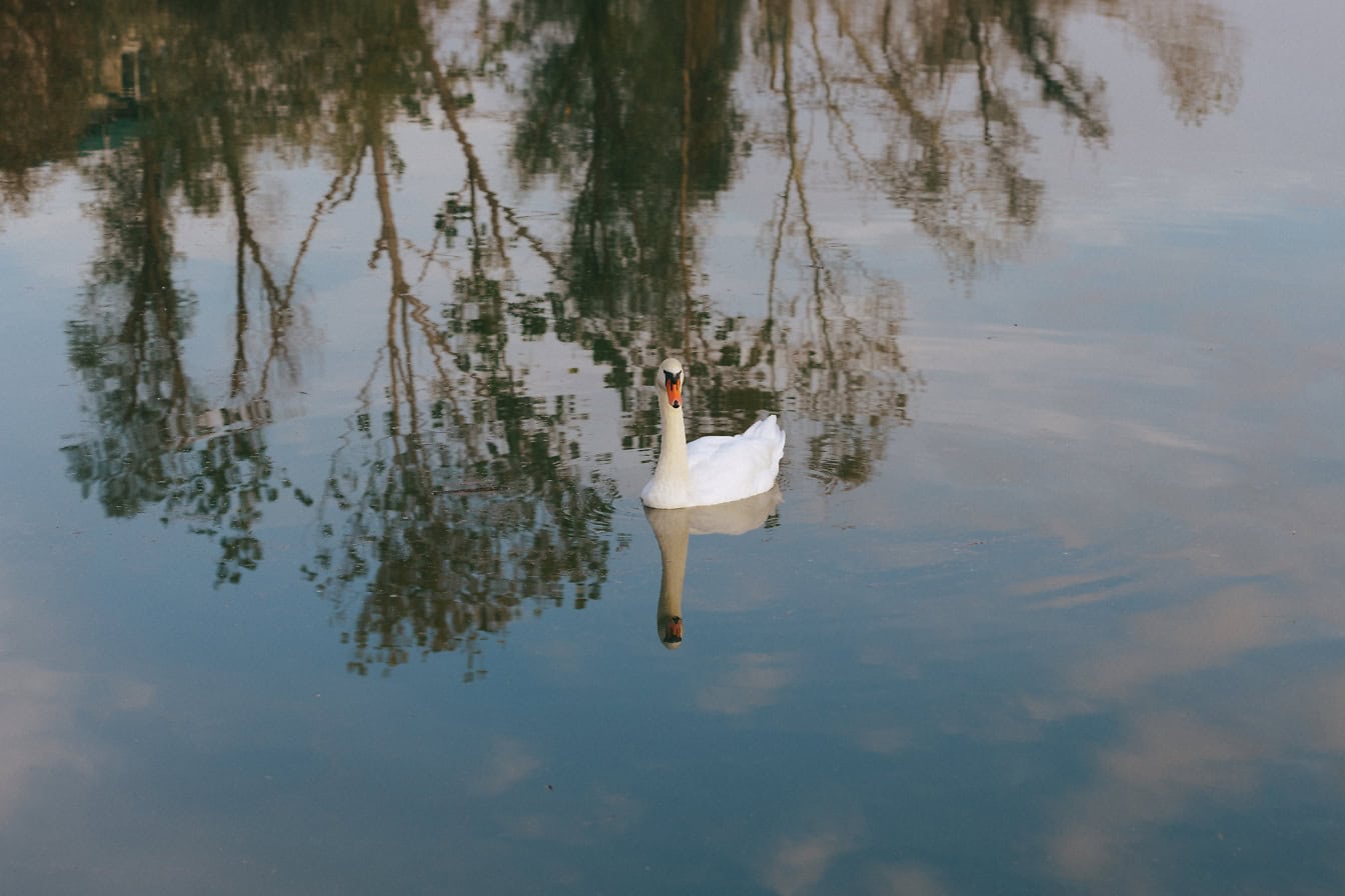 Cisne branco nadando na água com reflexo de árvores na superfície de águas calmas