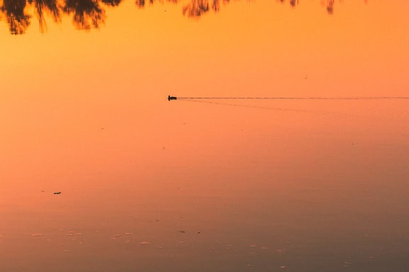 Silhouette di un uccello trampoliere che nuota nell’acqua con un bel riflesso giallo arancione del tramonto sull’acqua