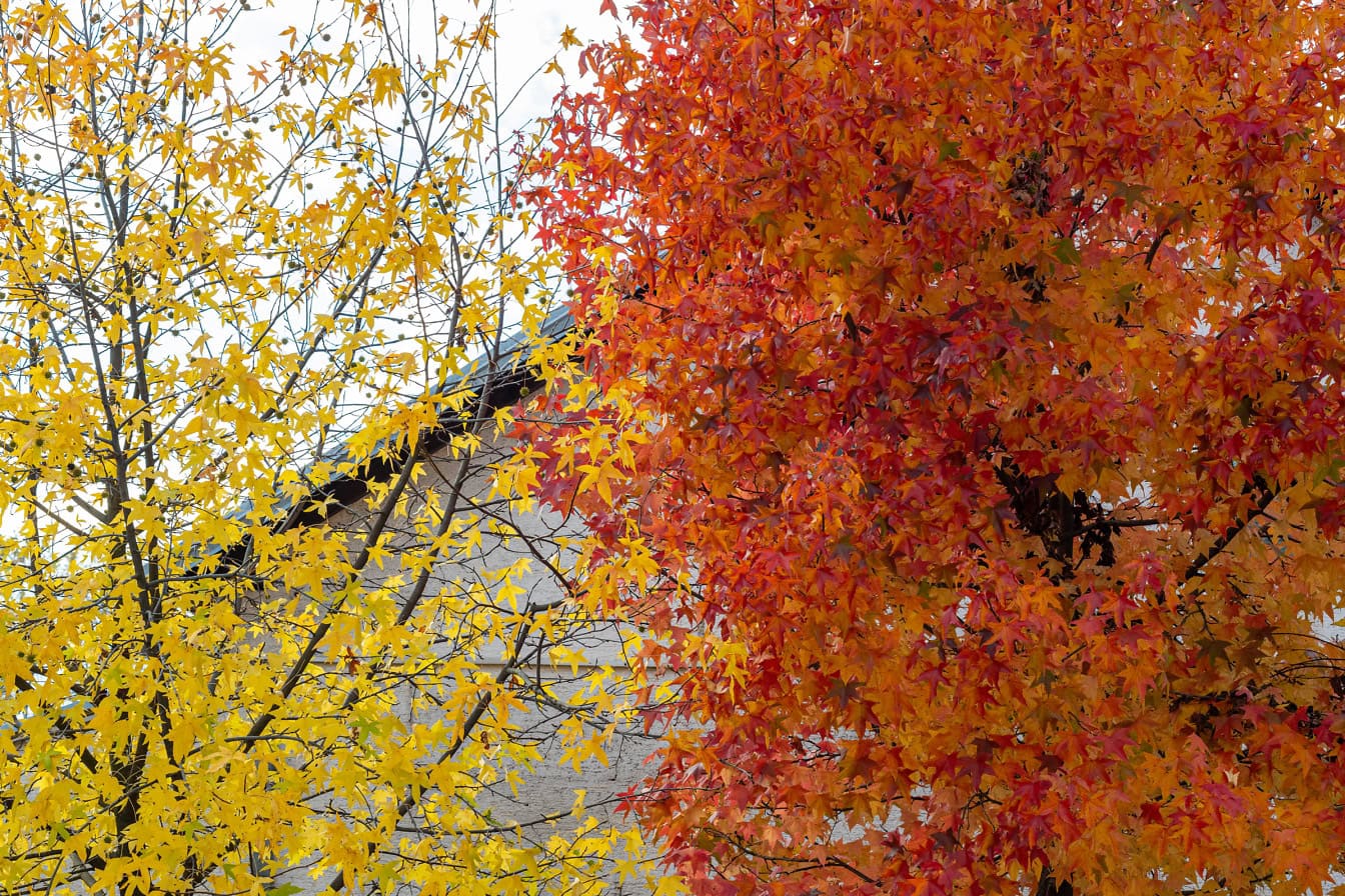 Close-up of tree branches with yellow leaves next to a tree with orange-yellow leaves