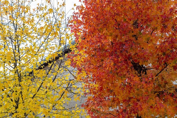 Nahaufnahme von Ästen mit gelben Blättern neben einem Baum mit orange-gelben Blättern