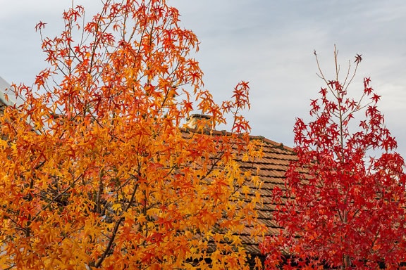 Träd med gulorange och mörkt rödaktiga löv på senhösten
