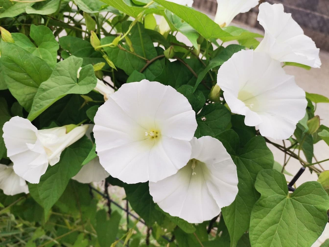 Một bông hoa liên kết lớn với những bông hoa màu trắng (Calystegia silvatica)