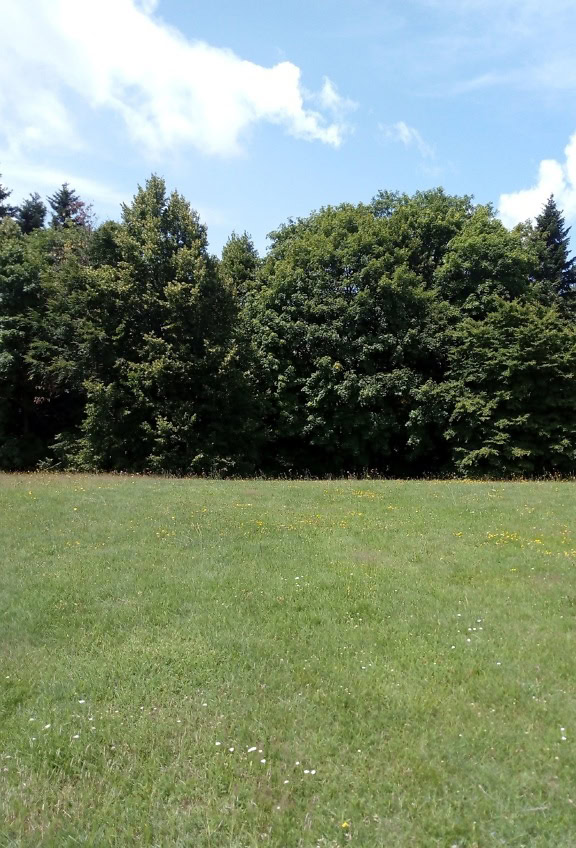 Üres füves mező egy domboldalon, háttérben fákkal
