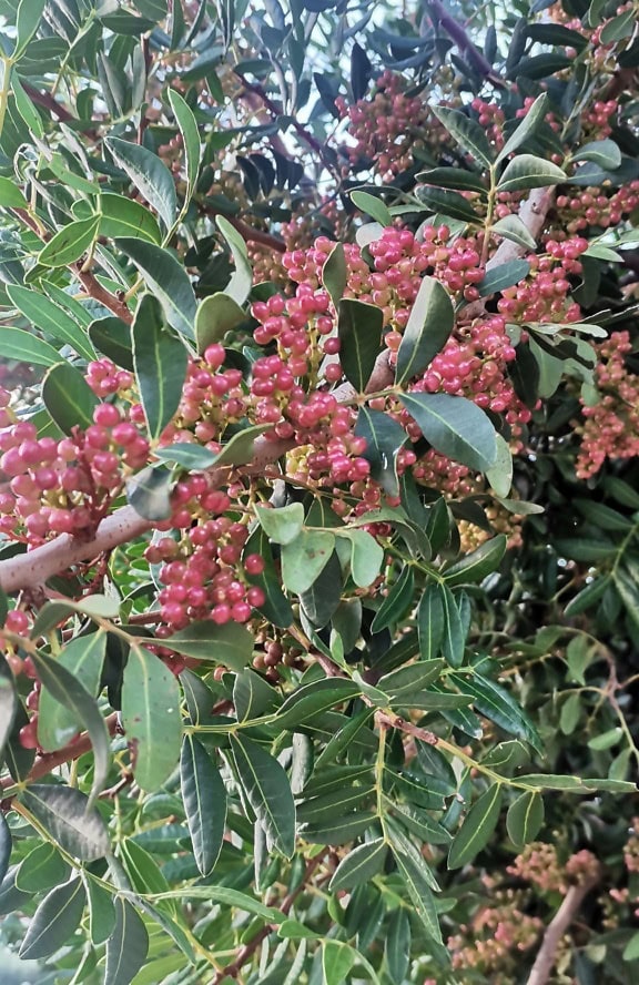 Un árbol de trementina con frutos rojos, una especie arbustiva caducifolia originaria del Mediterráneo (Pistacia terebinthus)