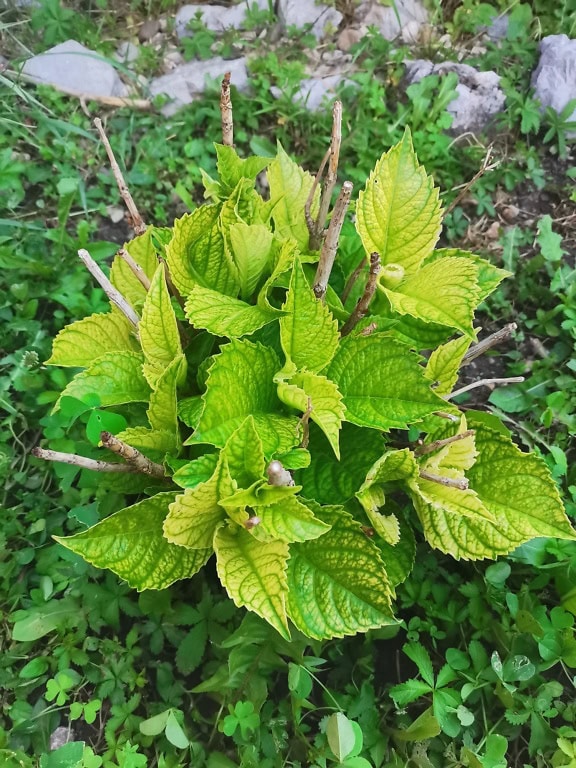 Hortensienstrauch mit frischen grünen Blättern und trockenen Stöcken