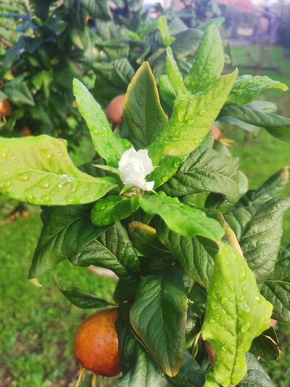 Hedelmätarhassa oleva puu, jossa on valkoinen kukka, kypsymättömiä hedelmiä ja sadepisaroita lehdissä (Mespilus germanica)