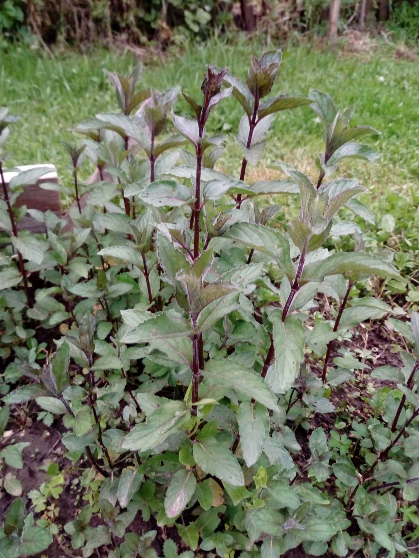 Mintun hybridilaji (Mentha × piperita), vesimintun (Mentha aquatica) ja vihermintun risteytys (Mentha spicata)