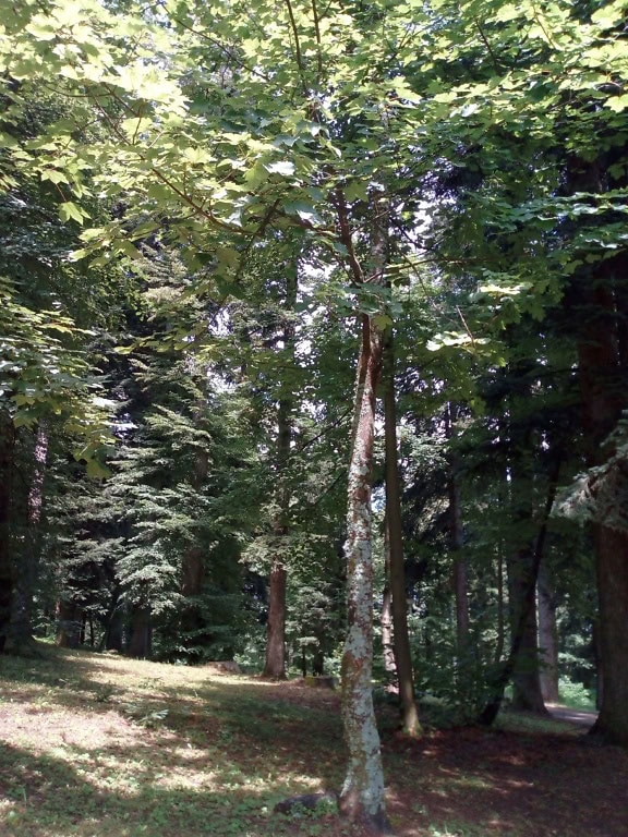 Mladý strom s lišajníkmi na kôre v polotieni iných stromov v lese