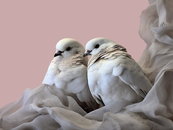 Nahaufnahme von zwei weißen Taubenvögeln, die auf einem Stoff sitzen