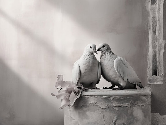 Zwart-wit romantische grafiek van een paar duiven die zich op een oude gipskolom bevinden