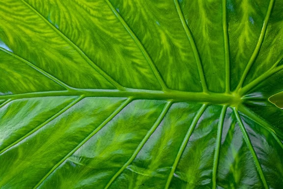 Texture of a horizontally aligned leaf with leaf veins of the elephant ear plant (Colocasia)
