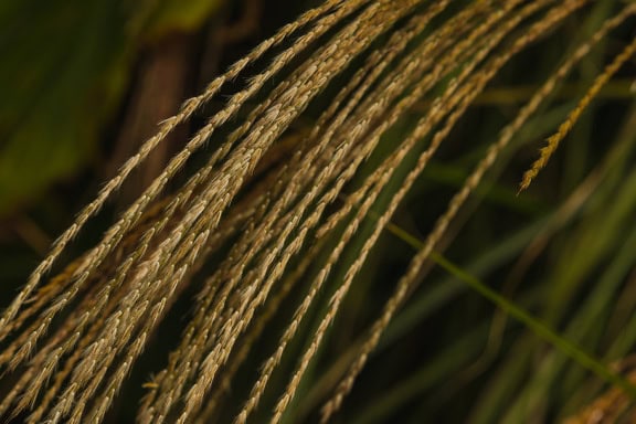 Detail semen na stoncích trávy