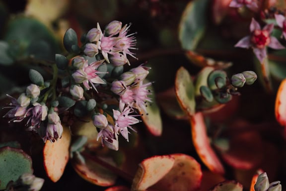절벽에 사는 돌나물이라고 불리는 허브의 분홍빛이 도는 꽃의 클로즈업 (Sedum cauticola syn. Hylotelephium cauticola)