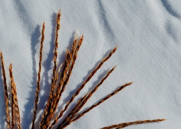 Haug med brunt tørt gress på en hvit bomullsklut