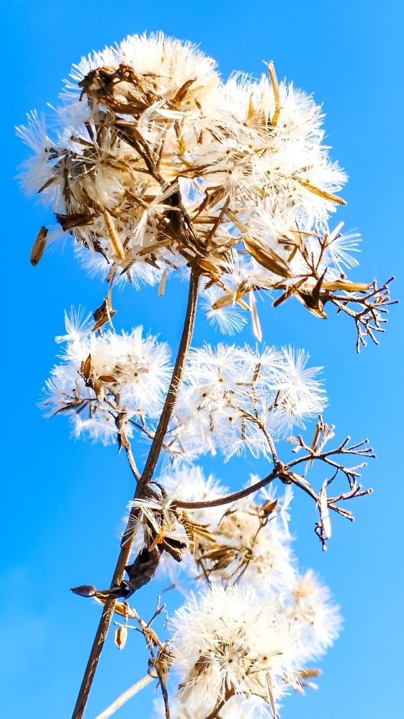 Close-up de uma flor branca com sementes de uma planta chamada sea aster (Tripolium pannonicum)