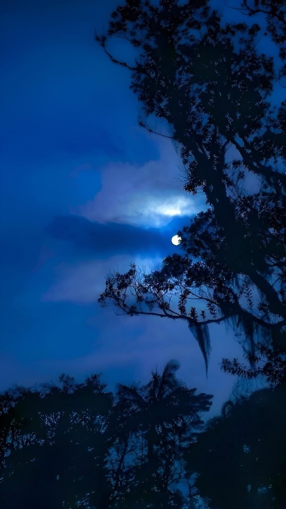 Siluet pepohonan di bawah sinar bulan, pemandangan bulan dengan Bulan di langit malam yang biru