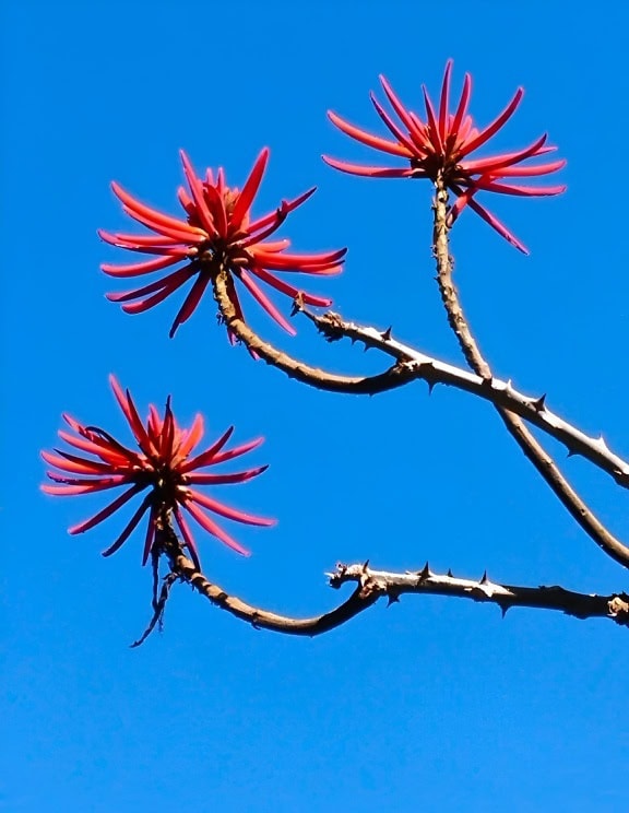 Rode bloemen aan een boom van Littoral mulungu, ook wel een rode erythrine (Erythrina speciosa) genoemd