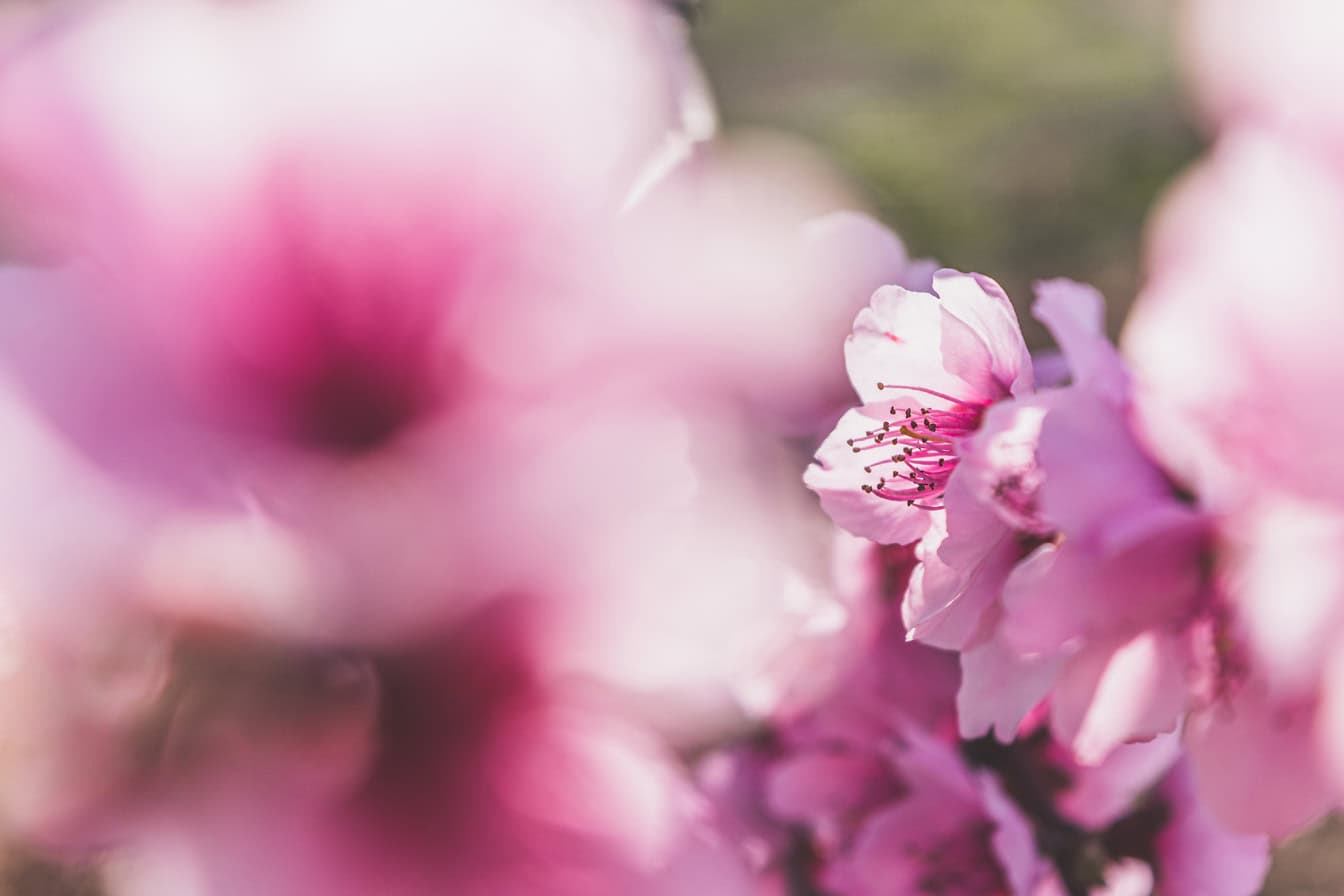 Primo piano dei petali rosa dei fiori dell’albicocco in primavera
