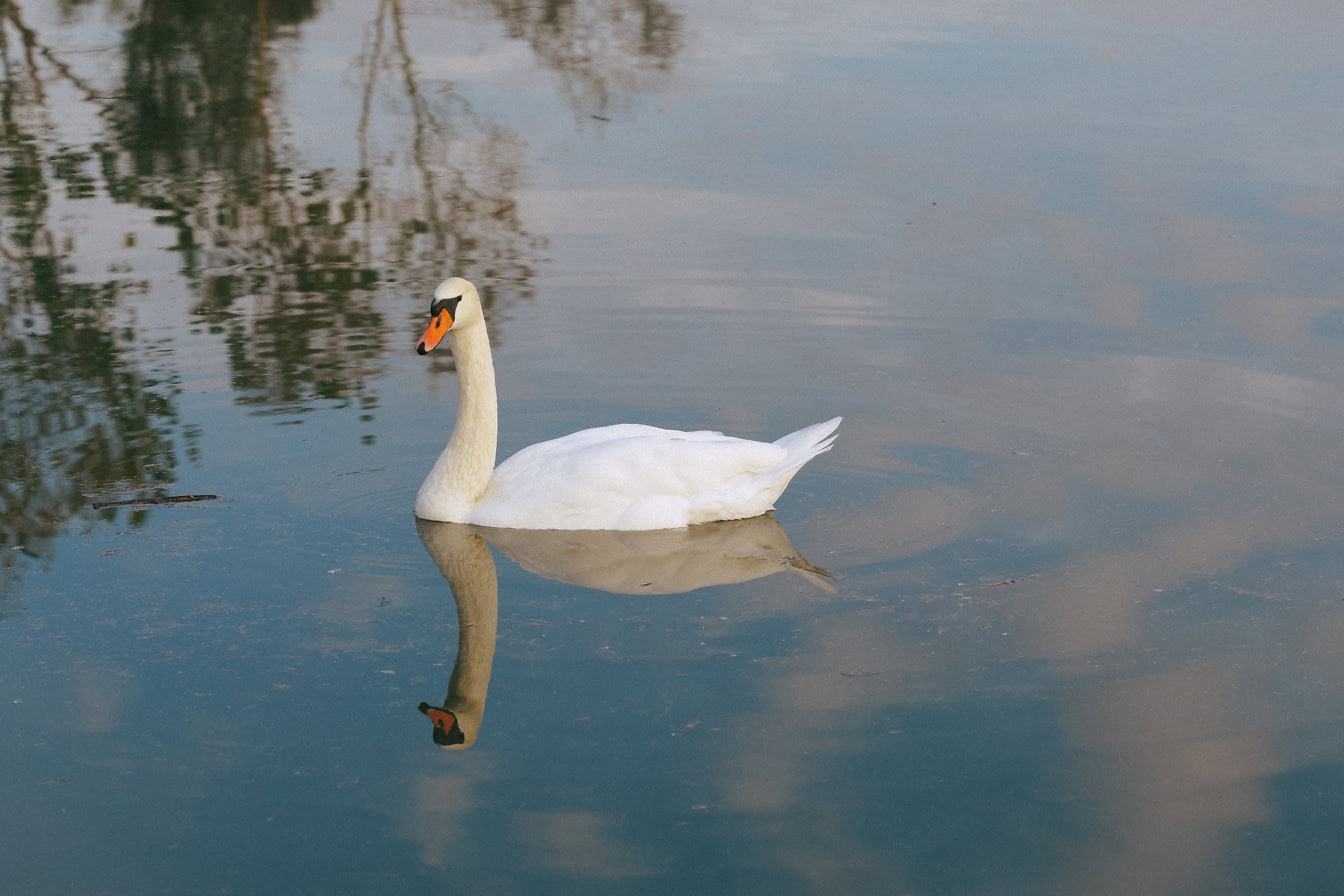 A side view photo of a white swan swimming with it’s reflection on water (Cygnus olor)