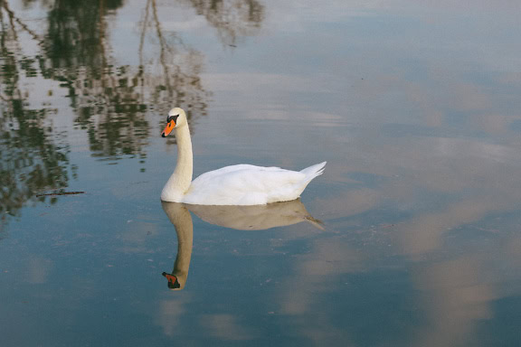 Et sidebillede af en hvid svane, der svømmer med sin refleksion på vand (Cygnus olor)