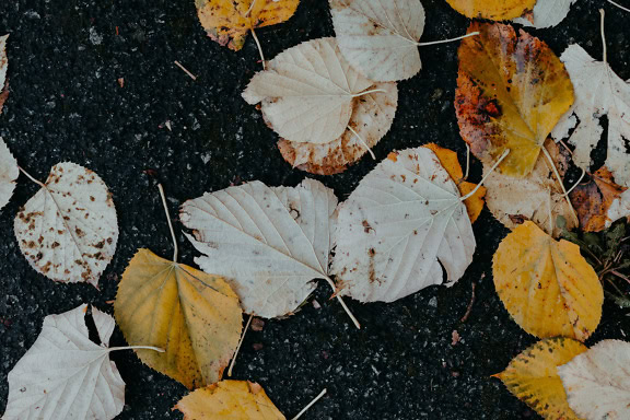 Texture d’un automne de feuilles jaunes et blanches sur l’asphalte noir