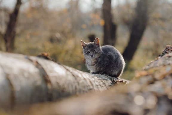 Un gatto domestico grigiastro seduto su un tronco