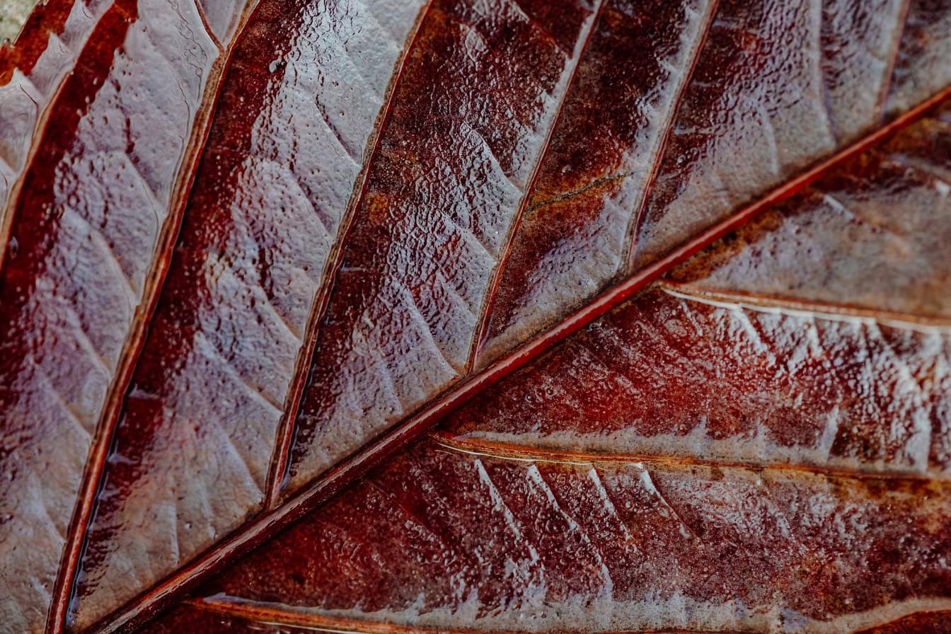 Близък план на тъмно червеникаво листо с текстура на листни вени