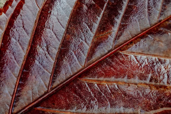 Nærbilde av et mørkt rødlig blad med tekstur av bladårer