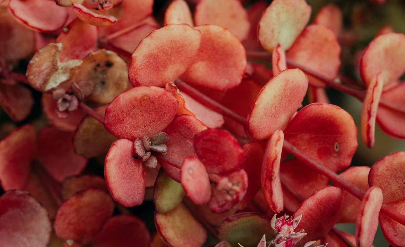 Zbliżenie na czerwone liście zioła zwanego rozchodnikiem październikowym (Sedum sieboldii)