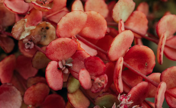 Primer plano de hojas rojas de hierba llamada October stonecrop (Sedum sieboldii)