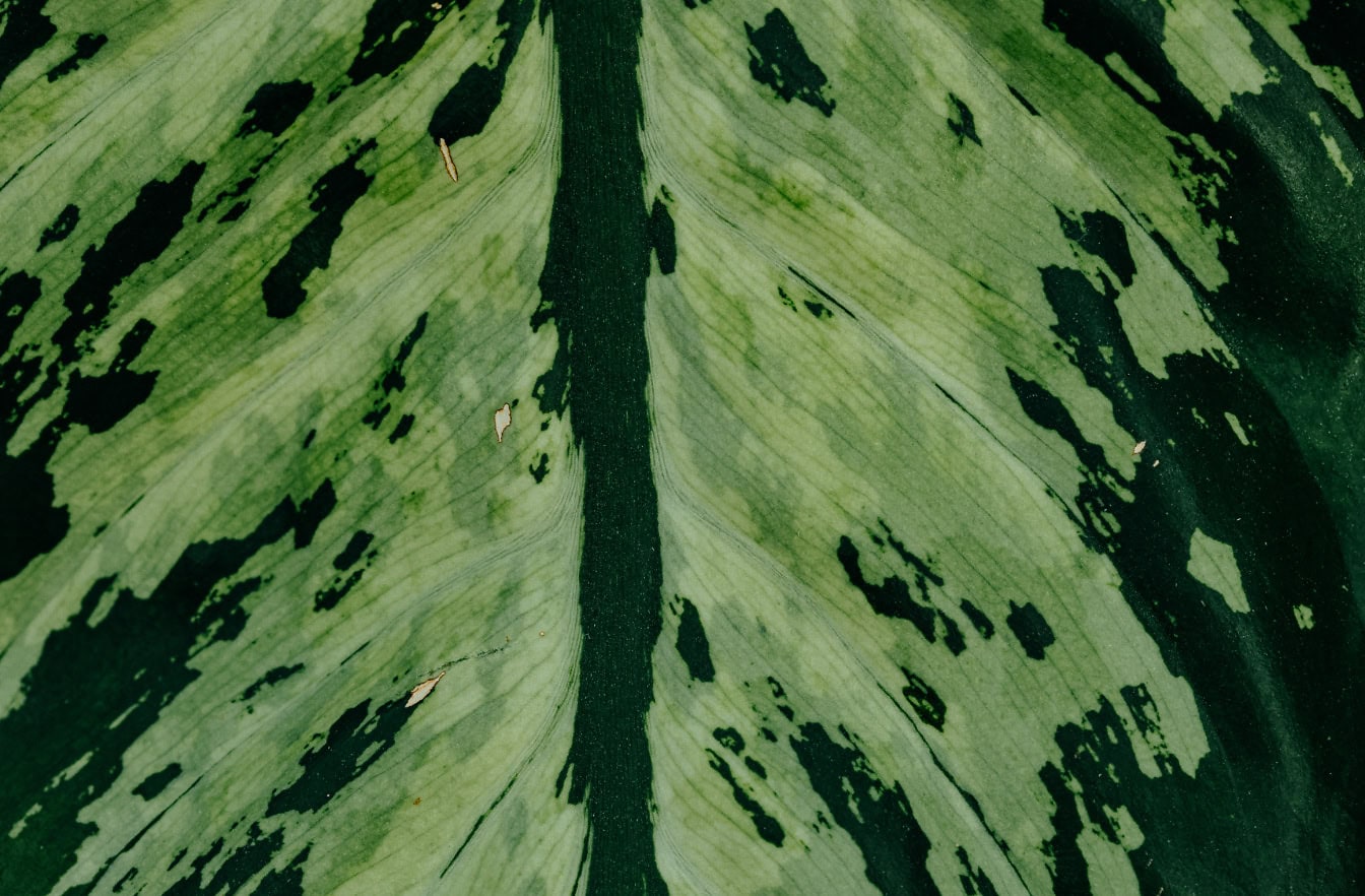 Textur eines Blattes mit dunkelgrünen und gelblichgrünen Flecken darauf (Dieffenbachia)