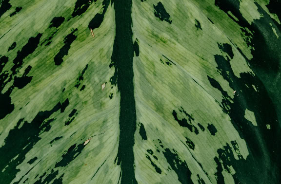 Textura de uma folha com manchas verde-escuras e verde-amareladas (Dieffenbachia)