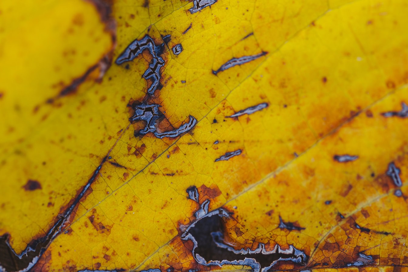 Textur av ett sönderfallande gult blad med hål på det