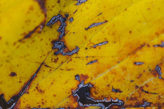 Tekstura rozkładającego się żółtego liścia z