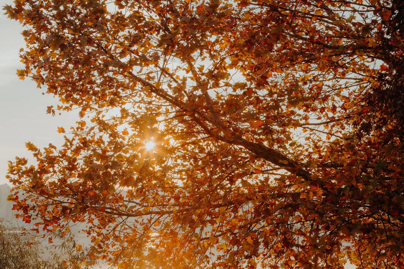 Árbol con hojas anaranjadas con rayos de sol que atraviesan la copa del árbol