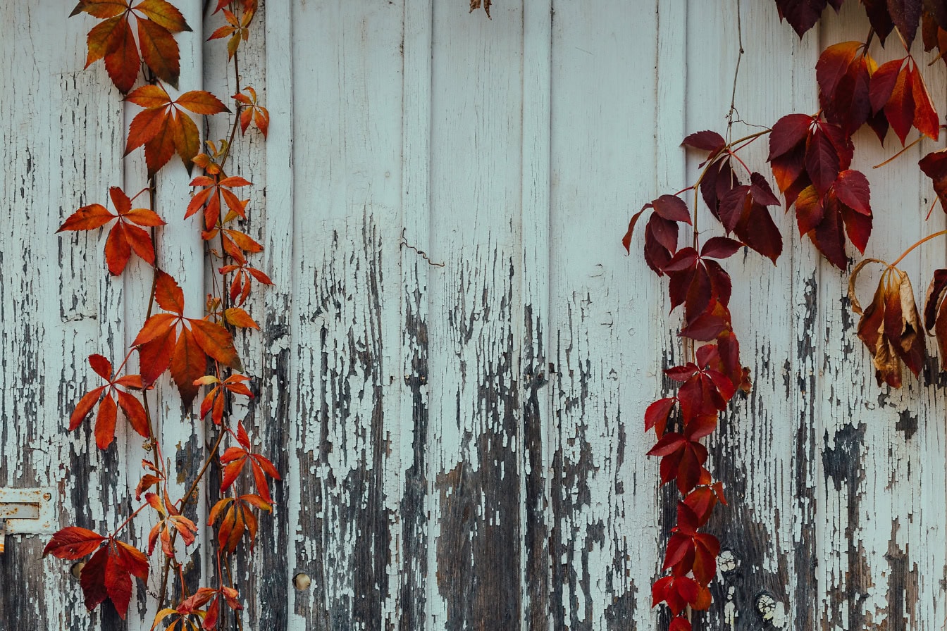 Folhas de hera avermelhadas em tábuas velhas empilhadas verticalmente com tinta branca que descasca