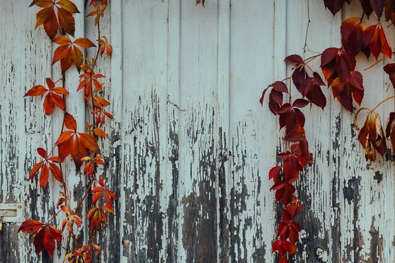 Червеникави листа от бръшлян върху стари вертикално подредени дъски с бяла боя върху тях, която се отлепва