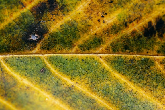 Een textuur van een groenachtig geel blad met detail van bladnerven en een gat op een blad