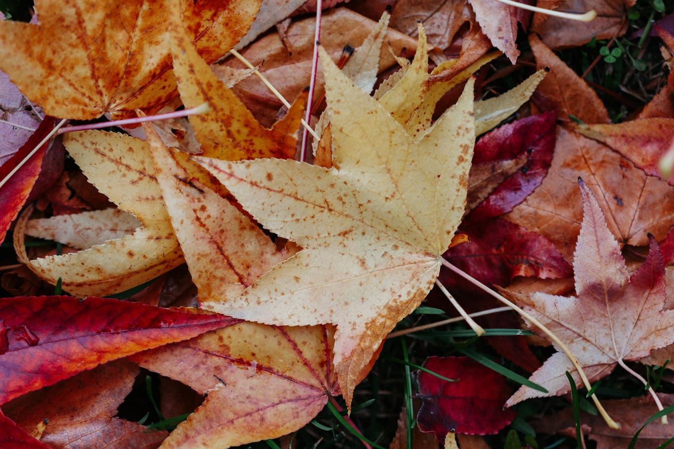 Nærbilde av oransjegule lønneblader på gress om høsten