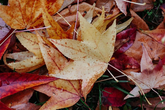 가을에 잔디에 주황색-노란색 단풍잎의 클로즈업