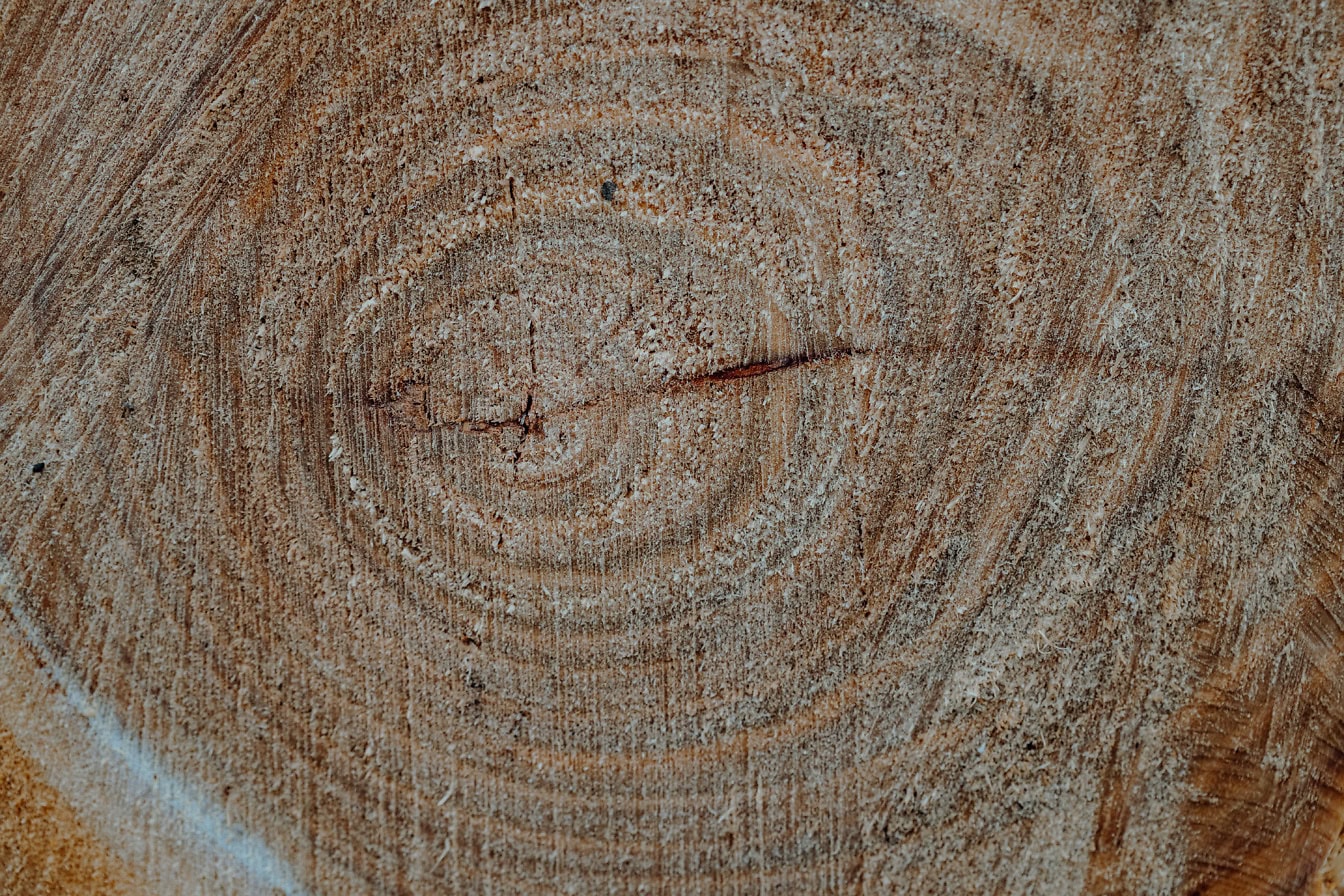 Textura em close-up de uma seção transversal de um toco de árvore