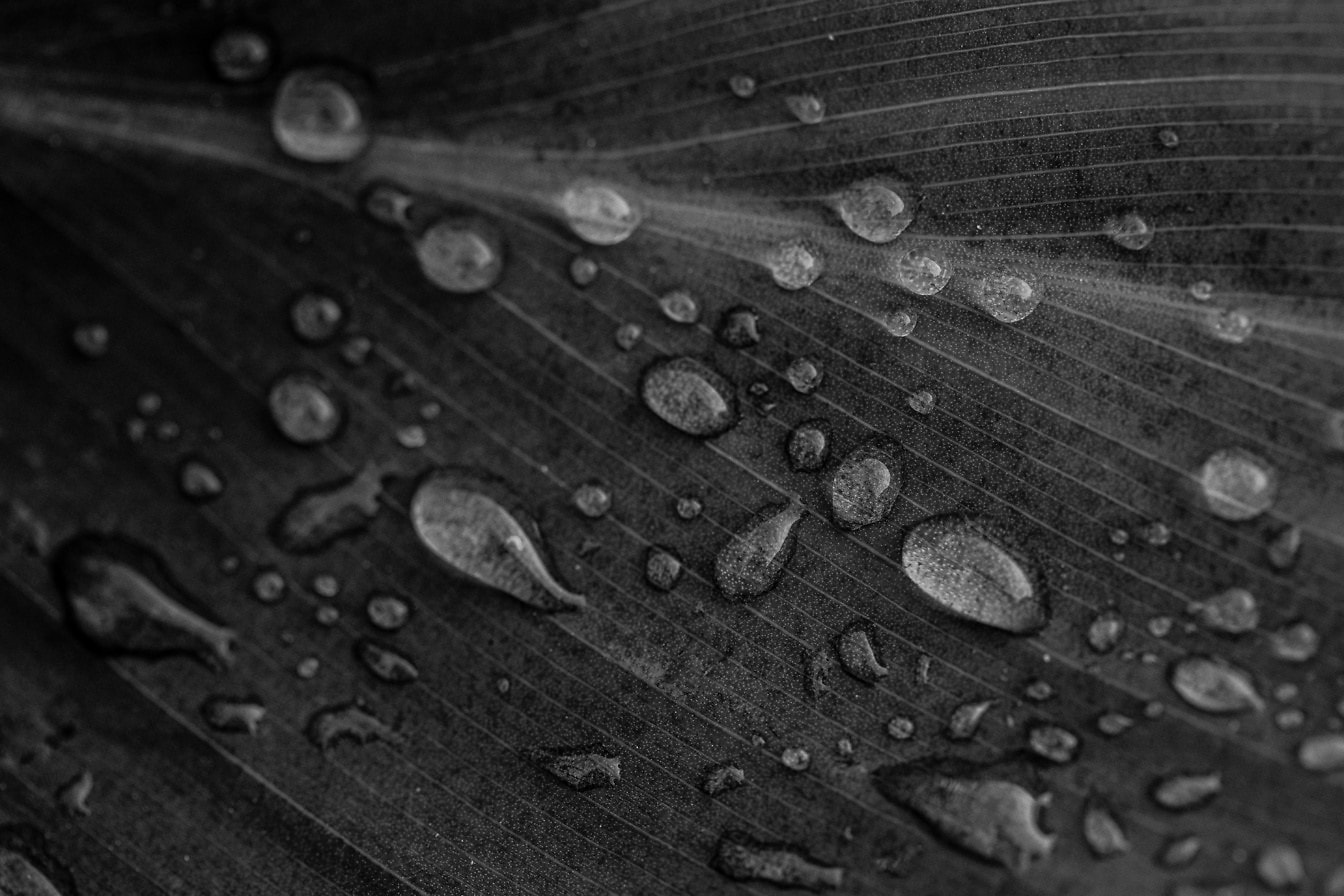 Svartvitt foto av vattendroppar på ett blad