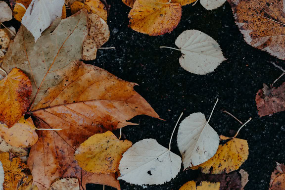 Tekstur daun musim gugur coklat kekuningan di tanah yang gelap