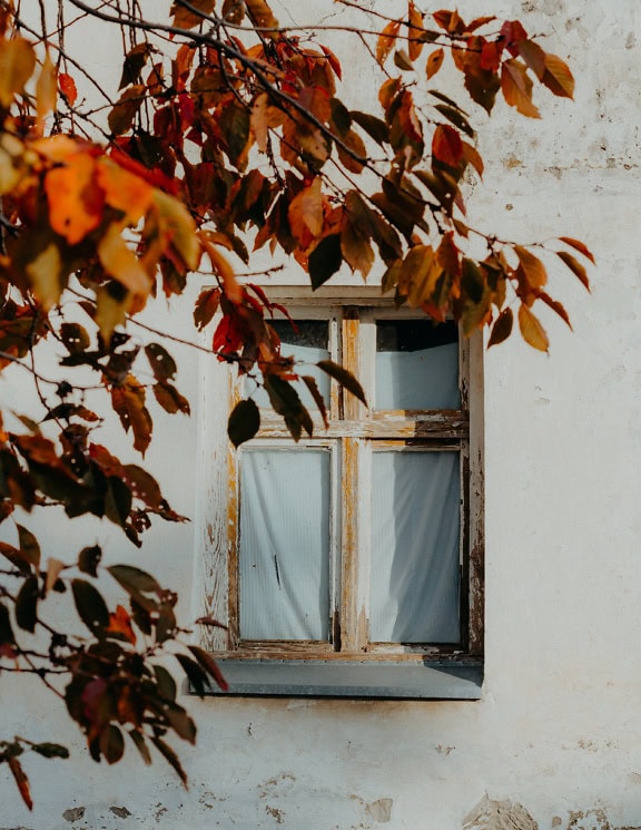 Старе вікно з білою фарбою, що відшаровується від дерев’яної рами, і біла фіранка, що висить всередині
