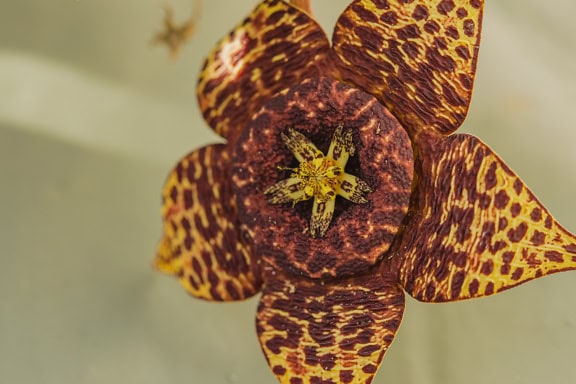 Близък план на голямо кафяво цвете на билка, наречена кактус звезда (Orbea variegata)