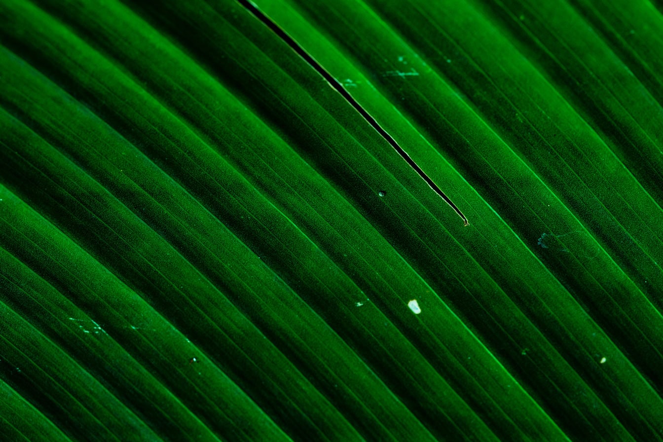 Textura en primer plano de una hoja verde oscuro vibrante tropical con venas diagonales en las hojas
