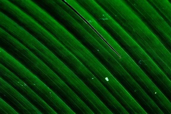 Tekstur close-up daun hijau tua tropis yang cerah dengan urat daun diagonal